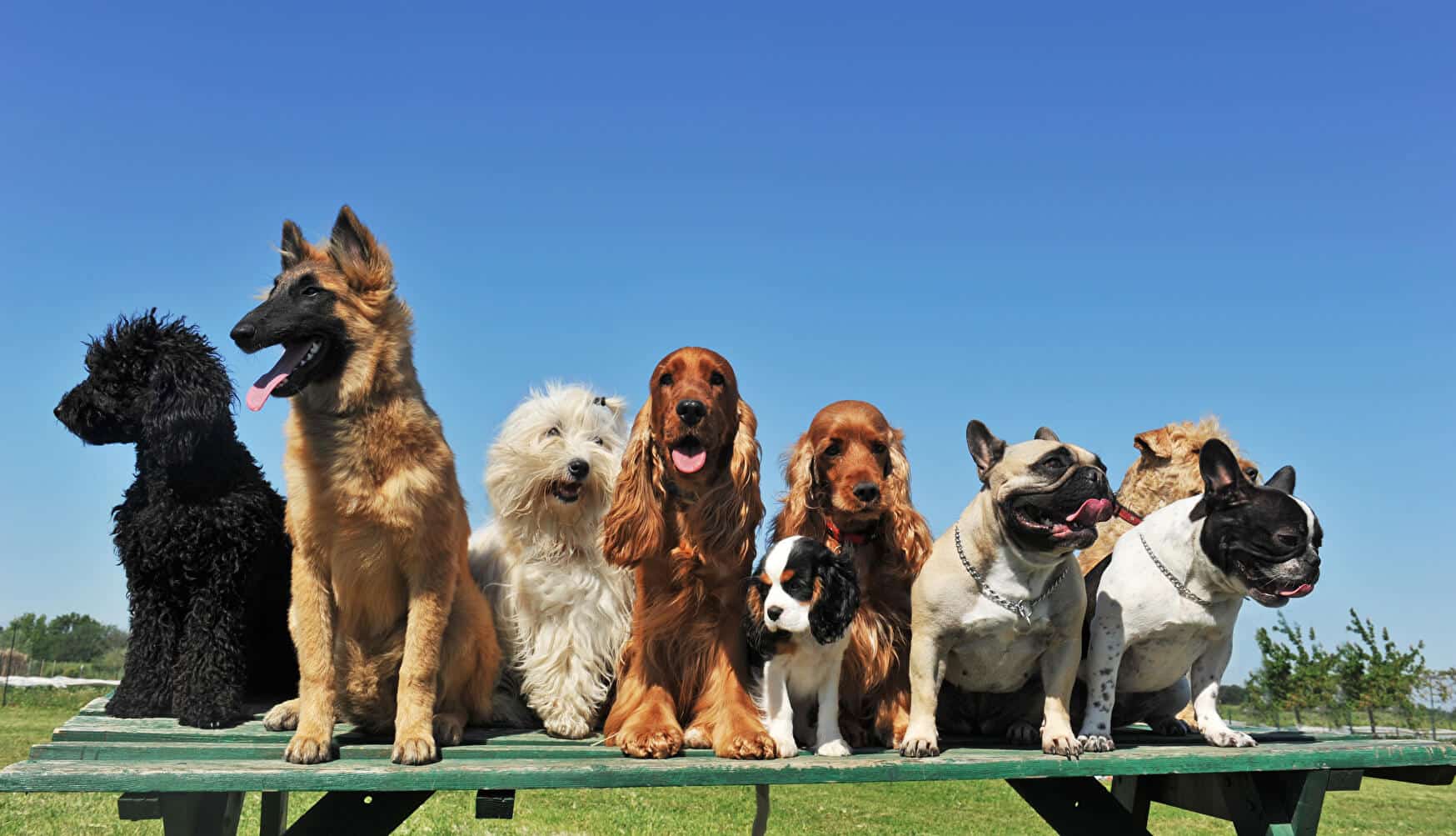 Hundeführerschein: Theoretische Prüfung